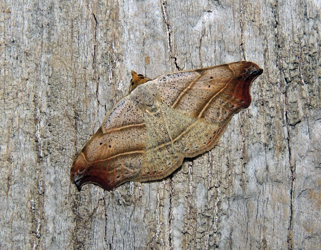 Laspeyria flexula Erebidae